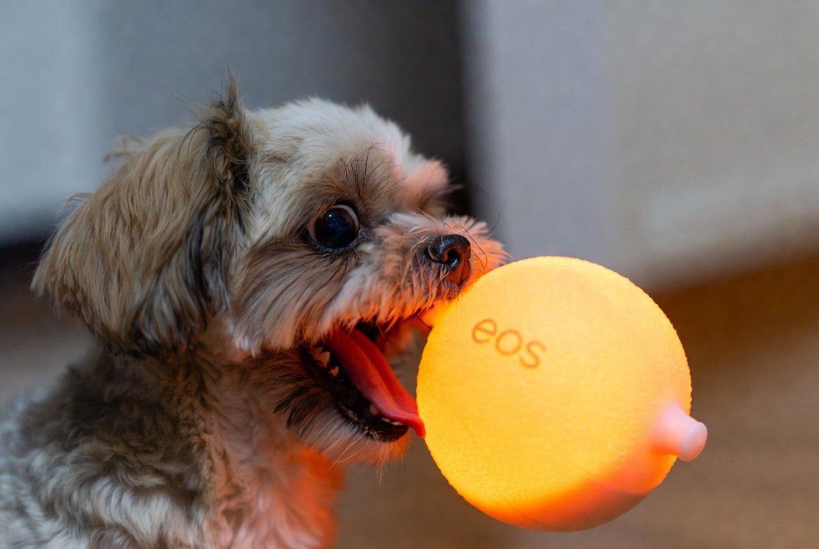 동행파워볼 실시간 분석법 — 동행복권 파워볼게임 사이트 기준 + 동행 파워볼 중계 자료 활용